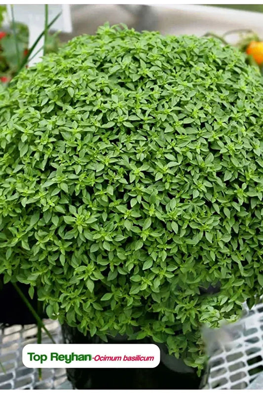 Fesleğen Reyhan 100gr