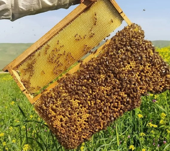 Ahşap Kutu Karakovan Balı 1kg