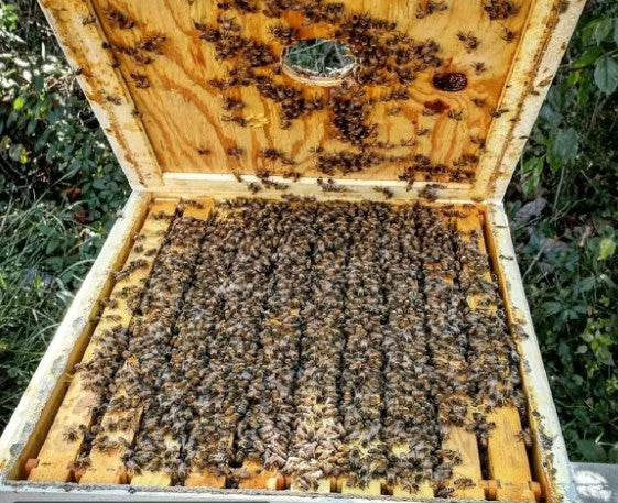 Teneke Kutu Karakovan Balı 1kg